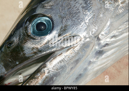 mediterrane Spearfish Billfish Kopf Tetrapturus Belone marlin Stockfoto