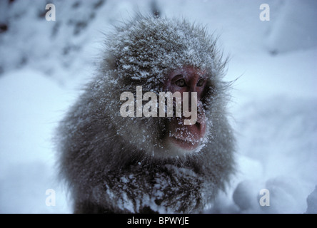 Nahaufnahme eines japanischen Schnee-Affen, Affenpark Jigokudani Wild, Japan Stockfoto