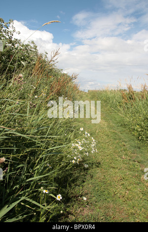 Wanderweg Stockfoto