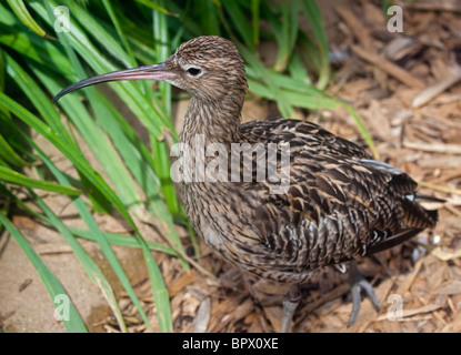 Eurasische Brachvogel (Numenius Arquata) Stockfoto