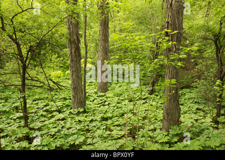 Hickory-Wald mit Mai Äpfel über Waldboden im Frühjahr. Moräne Hills State Park, Illinois Stockfoto