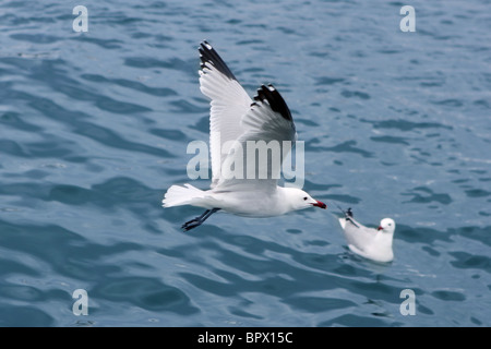 aktiven Möwen Möwen über blaue Meer Ozean Vögel Stockfoto