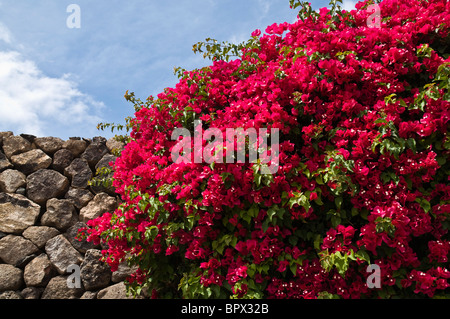 Dh Bougainvillea FLORA LANZAROTE lila rot blühenden Bougainvillea Busch Blüte Pflanze Stockfoto