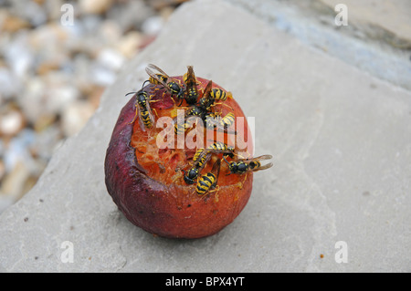 Gemeinsamen Wespen (Vespula Vulgaris) eine Fäulnis Nektarine Essen. August. Stockfoto