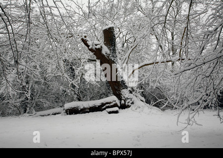 Schneebedeckte Baumstamm Coate Wasser in Swindon, Wiltshire. Stockfoto