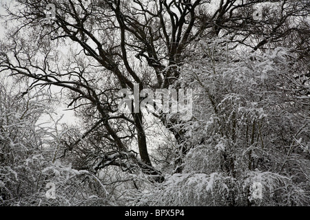 Frost bedeckt Äste an Coate Wasser in Swindon, Wiltshire Stockfoto