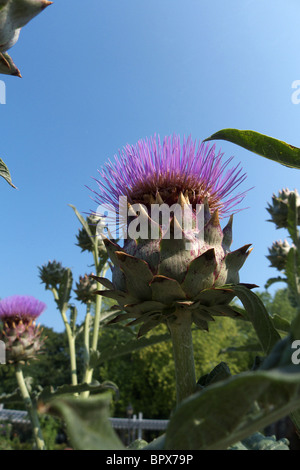 Cynara Cardunculus in Blume... auch bekannt als Karde Stockfoto