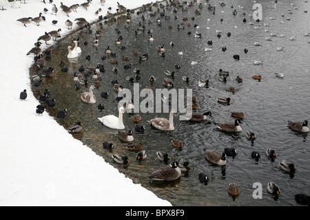 Enten am Coate Wasser in Swindon im winter Stockfoto