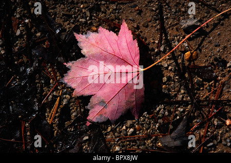 Herbstfarben Sie in Cades Cove Bereich der Great-Smoky-Mountains-Nationalpark Tennessee Stockfoto