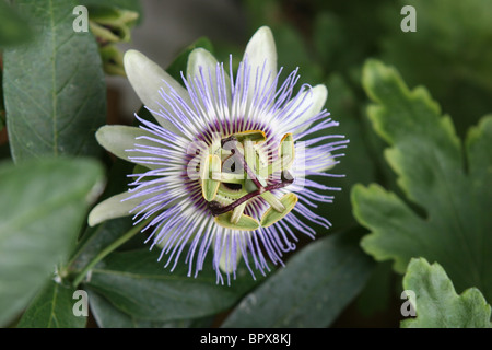 Blaue Passionsblume oder gewöhnliche Passionsblume (Passiflora caerulea) Stockfoto