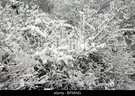 Frost bedeckt Äste an Coate Wasser in Swindon im Winter. Stockfoto