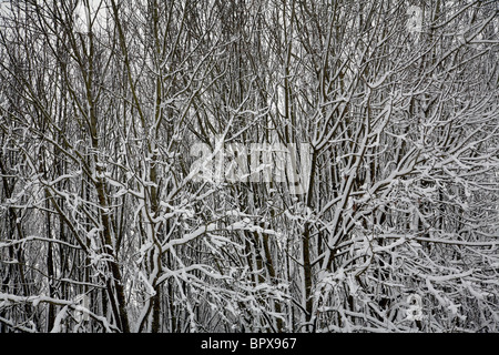 Frost bedeckt Laub am Coate Wasser in Swindon. Stockfoto