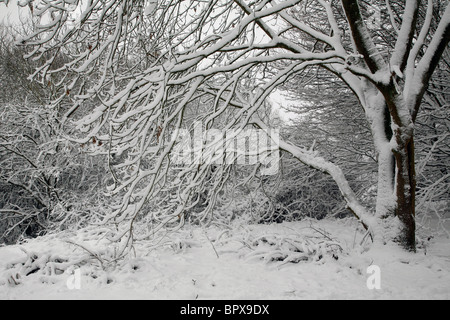 Frost bedeckt Baum am Coate Wasser in Swindon im winter Stockfoto