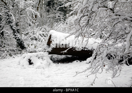 Schneebedeckte Baumstamm Coate Wasser in Swindon, Wiltshire. Stockfoto