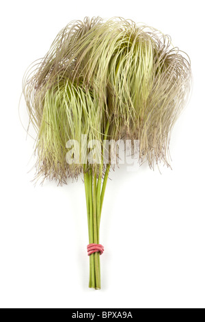 Seedheads auf Clematis Tangutica Bill Macenzie Stockfoto