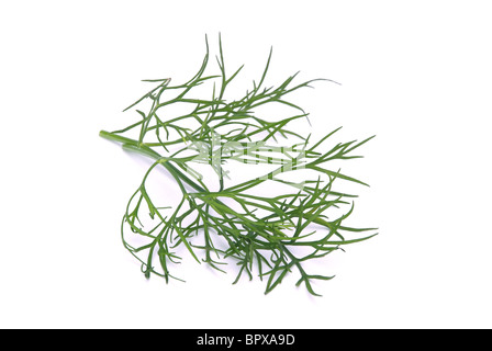 Dill Freigestellt - isoliert Dill 02 Stockfoto