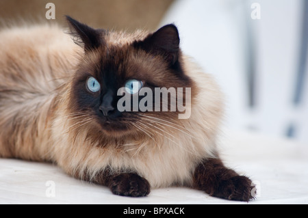 Ragdoll Katze aussehende Warnung Stockfoto