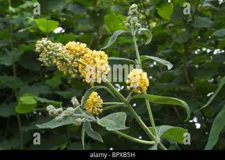 Sommerflieder oder Buddleja X weyeriana Sorte 'Golden Glow' nah oben, UK Stockfoto