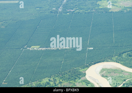 Luftaufnahme einer Palmöl-Plantage in Tripa, Sumatra, Indonesien Stockfoto