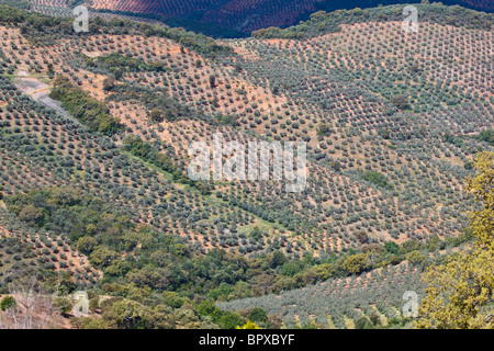 Olivenhaine in Sierra de Las Villuercas, Provinz Cáceres, Spanien. Stockfoto