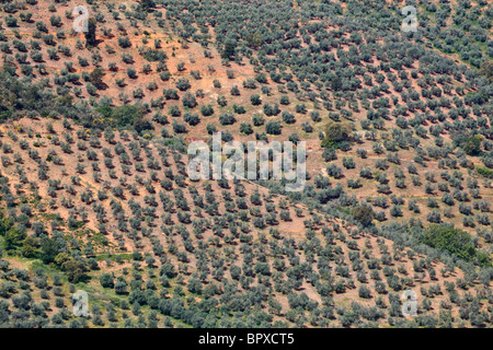 Olivenhaine in Sierra de Las Villuercas, Provinz Cáceres, Spanien. Stockfoto