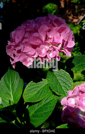 Eine große Runde Flowerhead Rosa Hortensie Stockfoto