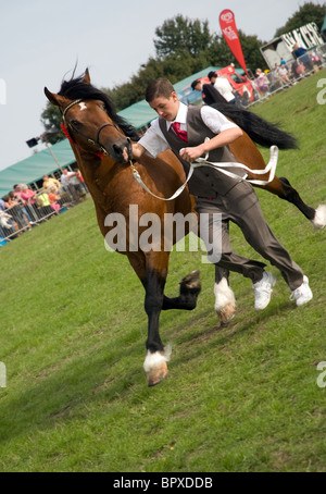 ein Handler mit einem Welsh Cob Hengst Abschnitt D während einer In Hand zeigen Stockfoto