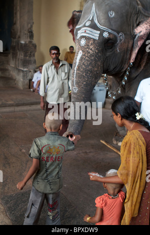 Elefant und junge kahle junge in den Sri-Meenakshi-Tempel Stockfoto