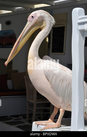 Mykonos. Griechenland. Petros der Pelikan, Maskottchen von Mykonos. Stockfoto