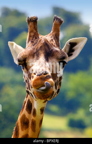 Rothschild-Giraffe, Giraffe Giraffa Rothschildi, Longleat Safari Park, Warminster, Wiltshire, Großbritannien Stockfoto