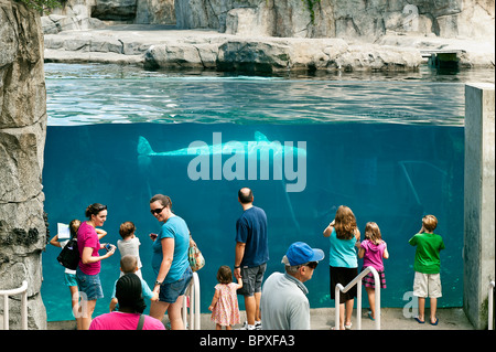 Beluga Wal, Mystic Aquarium, Connecticut, USA Stockfoto