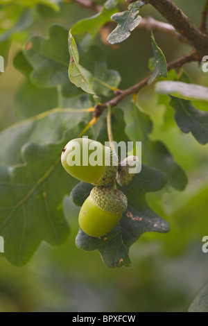 Englisch Eiche Eicheln (Quercus robur) im frühen Herbst. Großbritannien Stockfoto