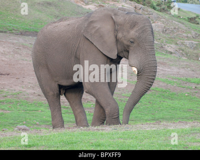 Elefant, der West Midland Safari und Freizeitpark, UK Stockfoto