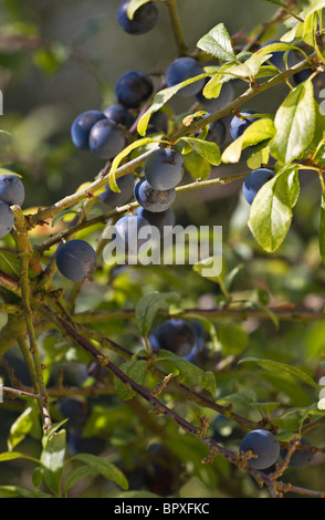 Dunkelblaue Beeren Schlehdorn (Prunus spinosa) bereit im Herbst in Sussex, UK zu holen Stockfoto