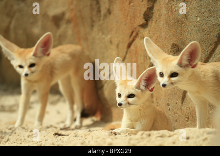 Captive Fennec Füchse (lateinische Bezeichnung: Vulpes Zerda) fotografierte an Drusillas Park Zoo, East Sussex, England. Stockfoto