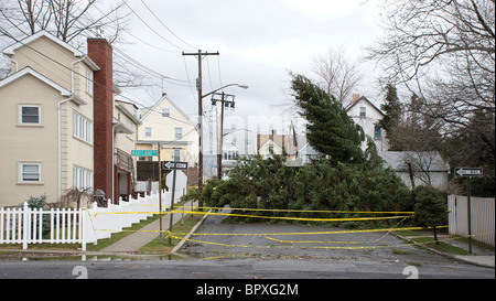 Immergrüner Baum blockiert Straße im Wohngebiet nach Winter Wind und Regen Sturm gesunken Stockfoto