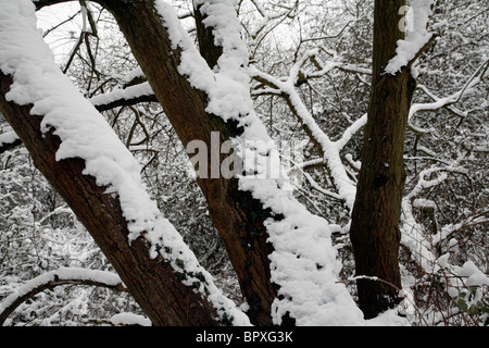 Schneebedeckte Äste an Coate Wasser in Swindon, Wiltshire Stockfoto