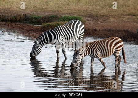 Zebras trinken am Fluss, Serengeti Nationalpark, Tansania Stockfoto