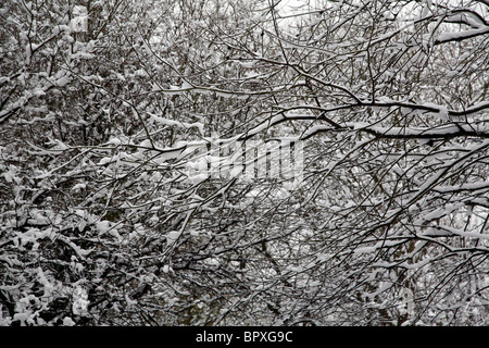 Schneebedeckte Zweige in Coate Wasser Swindon Wiltshire Stockfoto