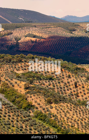 Olivenhaine in Sierra de Las Villuercas, Provinz Cáceres, Spanien. Stockfoto