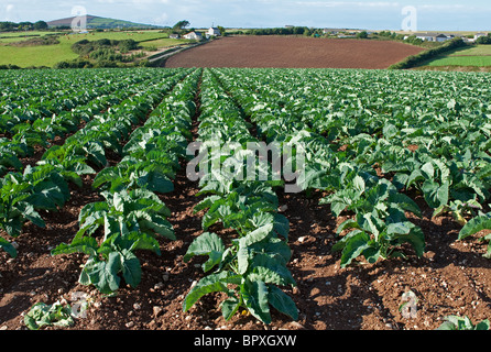 ein Kohlkopffeld in Cornwall, Großbritannien Stockfoto