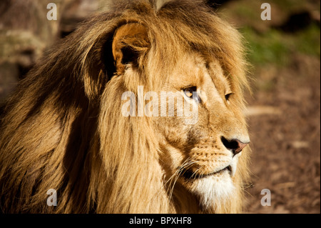 Löwen (Panthera Leo) Stockfoto