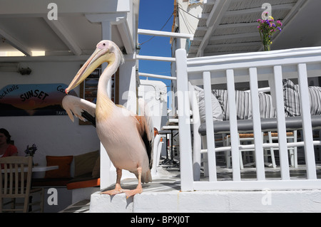 Mykonos. Griechenland. Petros der Pelikan, Maskottchen von Mykonos. Stockfoto