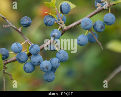 Schlehe Beeren, UK Stockfoto