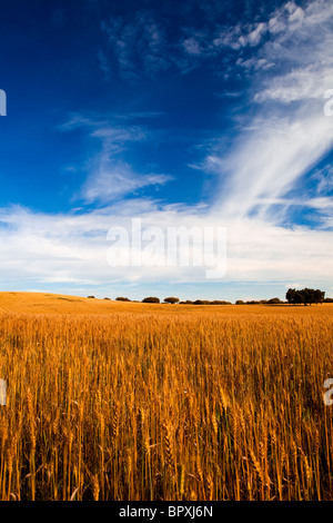 Gelbe Weizenfeld mit einem großen blauen Himmel und Wolken Stockfoto