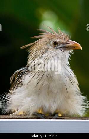 Guira Kuckuck (Guira Guira) Stockfoto