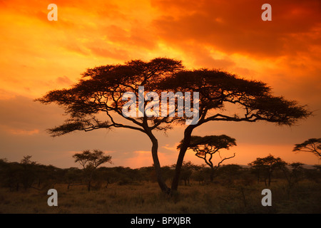 Acacia Tortilis Baum in der Serengeti Nationalpark, Tansania Stockfoto