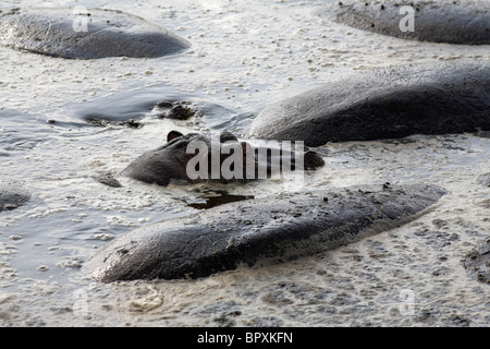 Flusspferd (Hippopotamus Amphibius) untergetaucht im Wasser, Serengeti Nationalpark, Tansania Stockfoto