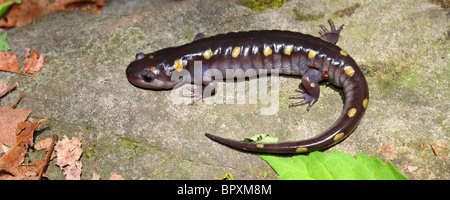 Spotted Salamander (Z.B. Aronstab) Stockfoto