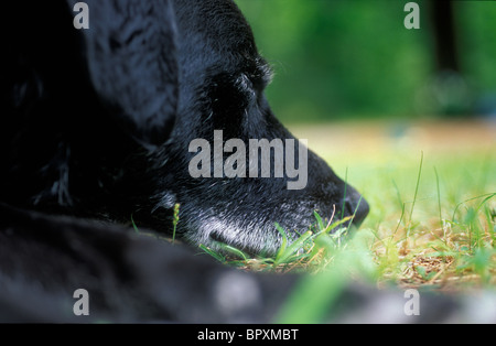 Gray konfrontiert Mutt ein Nickerchen in den Rasen. Stockfoto